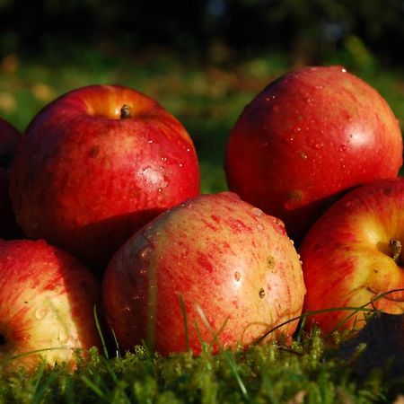 Farm Stay Rotovnik - Plesnik سلوفينج غرادتس المظهر الخارجي الصورة