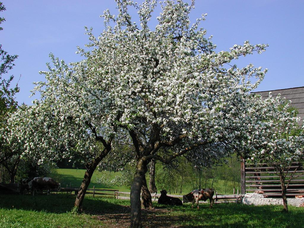 Farm Stay Rotovnik - Plesnik سلوفينج غرادتس المظهر الخارجي الصورة